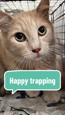 Trap-neuter-return is the only humane solution to help #communitycats The cycle ends for them here, they will live longer, healthier lives and no more unwanted litters born to suffer and die on the streets #happytrapping #tnr #trapneuterreturn 