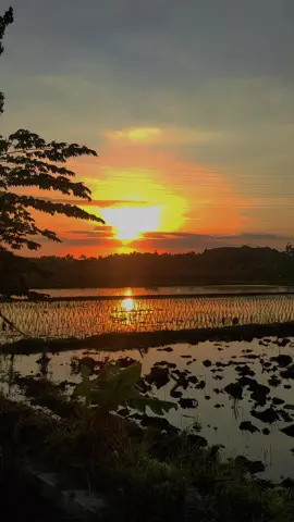 sunset pedesaan #fyp #lagujawa #sawahpedesaan #lomboktiktok 