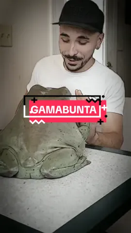 Gamabunta #gamabunta #gamabuntanaruto #narutoshippuden #fyp #fypdongggggggg #anim #anime #animeedit #fypanime 