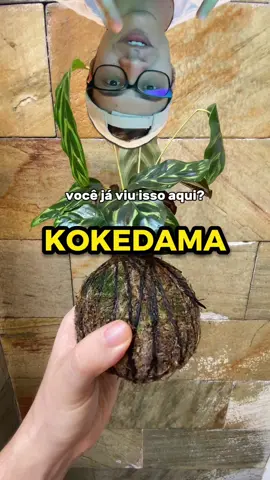 Já conhecia as kokedamas? #kokedama #kokedamas #maranta #plantas #kokedamasdetiktok 