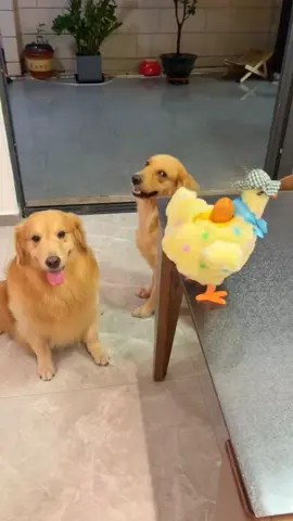 #goldenretriever #cute #dog 