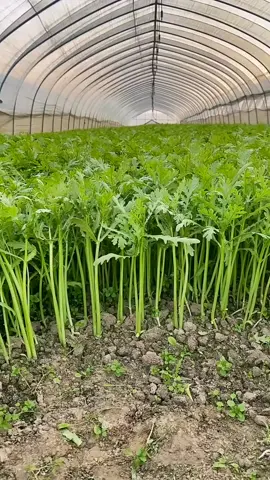 Cần tây được trồng trong nhà kính với năng suất cao. Dinh dưỡng cao