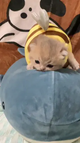 #cute #cutecat #cat #catsoftiktok #catlover #fyp #fun #funny #memes 