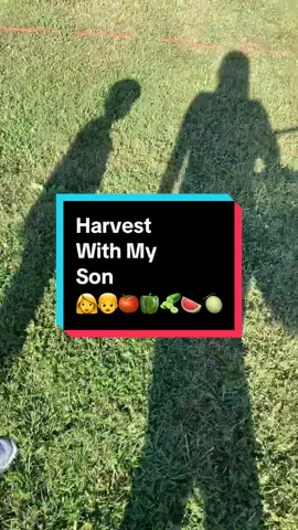 Harvest Time with my son. We harvested from my garden to bring some goodies to his grandparents’ house. This is the longest harvest video I have ever done but I love capturing these moments with him. I don’t want to forget any of it. He’s developing into his own person and even making opinions on the best way to harvest vegetables 🤣 #harvesttime #littlegardener #gardenharvest #harvestwithme #fromthegarden 