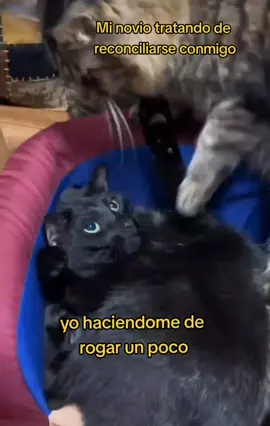 Que le cueste un poco ganarse las disculpas 😌 #gatodisociado #gatoviral #novios #amor #reconciliaciones #parati #viraltiktok #gatotiktok #humor #cats #gatos 