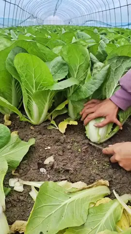 Vườn rau sạch trồng nhà kính tại Green Farm. 