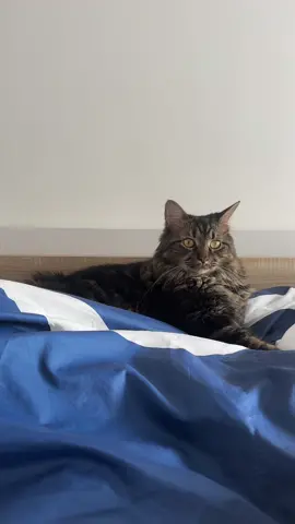 🫶🏻 #catsoftiktok #cat #tiktok #fyp #pets #mypet #catlover #catsvideo #petlover #sisters 