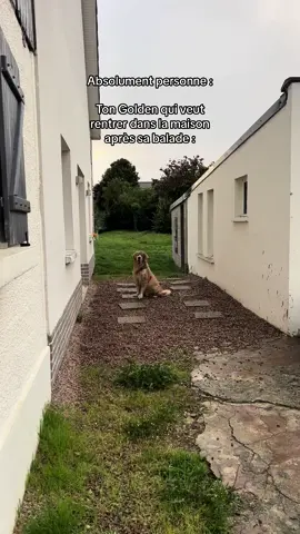 Bah quoi? #goldenretriever #pourtoi #fyp #foryou 
