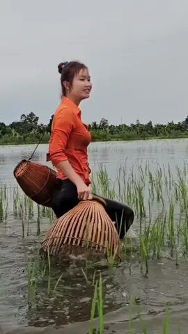 Nôm Cá Trên Ruộng Mùa Nước Nổi Miền Tây #trúcphươngvlog #congáimiềntây #vietnamfishing #fishing #batca #thônnữ #quêtôi #xuhuong #tiktokgiaitri 