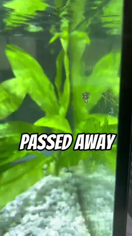 8 ball passed away…. #rip #fyp #viral #abcxyz 