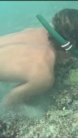 How to catch lobsters 🦞  #Octopus #spearfishing #fishinglife #Giant #Giant ##catchingfish🦈🦈🦈 