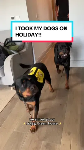 WE TOOK THE DOGS ON HOLIDAY!! #rottweiler #dogholiday 