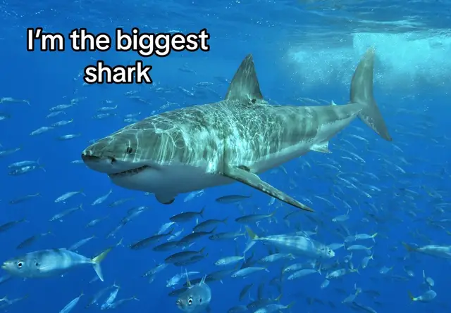 Megalodon😱🦈 #fyp #shark #megalodon #alexfunfacts 