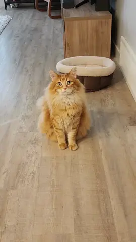 The moment Waltito realized that we eat Doritos 😅 #catsoftiktok #foryourpage 