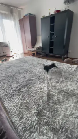 #bunnylove #bunnycute #bunnyfunny #jumpingbunny 