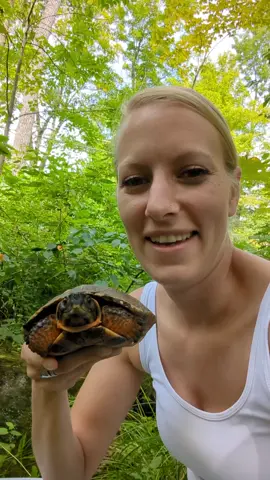 another amazing success toward the Wood Turtle Population! Gamera was Released today! #conservation #woodturtle #wildliferehab #fy #fyp #turtle #watchoutforturtles #turtlerehab #berkshirecountyturtlerescue #wildliferescue 