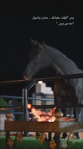 لِك بقلبي بيت .. وظلال ومحل وملفى 