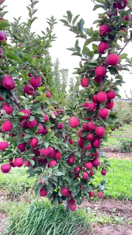 Arbolito de 4 años🙉🍎 #manzana #apple #fruit #fruta 
