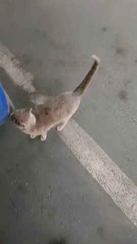 #3september #feralrbayport #feralcat #tiktok #spring 