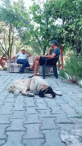 #keyifzamanı #çepni #türkmen #alevigençlik #anadolu #egeliyim #alevicanlar #keyif 