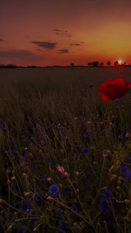 Tujhe Jeena Hai Mere Bina 💔🥺 #tujhejeenahaimerebina #bhuladena #bhuladenamujhehaialvidatujhe #jbeditx 