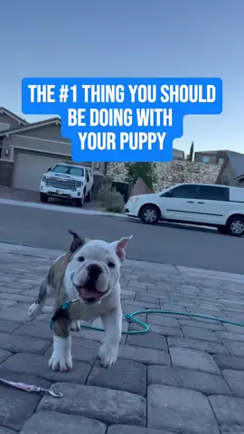 Can it be so simple? Absolutely.  All puppies want to do is play. So why not be the source of everything they love?  Too many times I see people leaving toys out for their puppies to entertain themselves or left to be entertained by other dogs in the house.  The truth is they’re are missing out on a golden opportunity to bond and build the best possible relationship.  I’m not saying that playing with toys or other dogs is bad.  But when self entertainment and over stimulation with other dogs becomes the norm, YOU BECOME SIGNIFICANTLY LESS VALUABLE to your puppy.  Play with your puppy, engage with them, build a great relationship and tire them out at the same time!! #puppytips #puppytraining #bulldogpuppy #puppytraining101 
