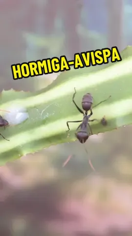 La hormiga-avispa #fyp #foryou #viral #anthouse #hormigas #avispas #insectos #curiosidades #documental 