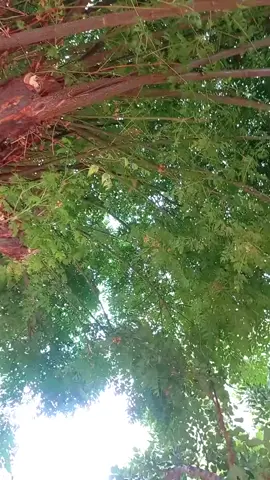 سألوني نحن مين 😄؟ #جرحونا_برمش_عين  #flowers #flower #storylb #tripolilebanon #viralvideo #الطبيعة #كوميدي 