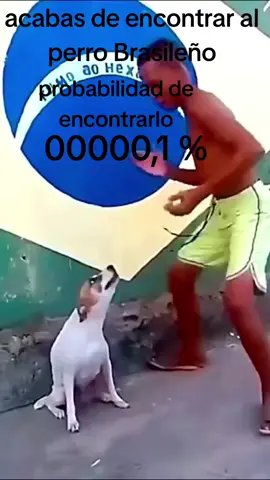 Respuesta a @el_.batozzz pero brasileño probabilidad de encontrarlo 00000,1 #fyp #brazileño #perrobailando 