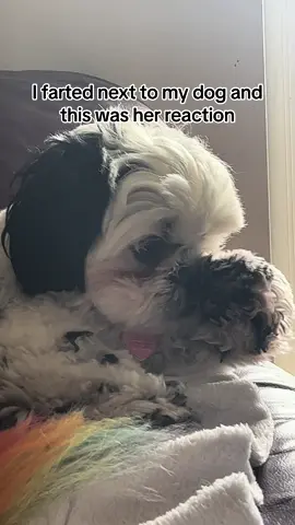 Yeah ok it was pretty bad ngl #dog #funny #funnyvideos #fart 