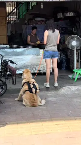 Big dog carrying little dog🙃🙃#pet #cute 