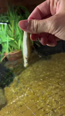 Insane UNDERWATER Feeding!!#fyp #viral #abcxyz #feedingtime #monsterfish 