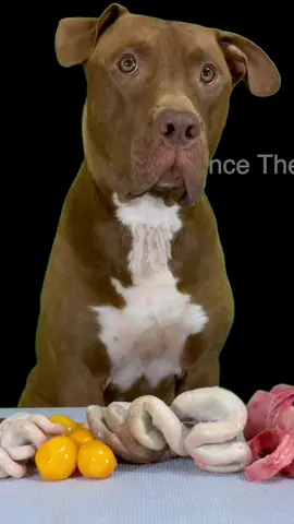 Dog Mukbang#satisfying #dogasmr #ASMR #pitbull 