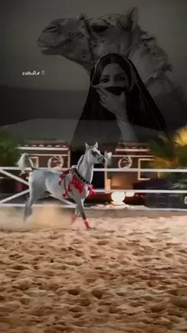 #شيلات_مدح #خيل #تصاميم #اكسبلور #عذاري_911 