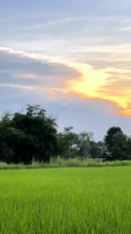 🌾🌾🥰 #ท่งนาบ้านเฮา💚 #วิวบ้านนอก🍃 #มหาสารคาม #ฟีด #แจก #ขึ้นฟีดเถอะ 
