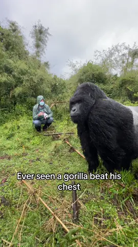 What an incredible morning with the @kwisanga_family of gorillas. When we first arrived the clouds were darkening and the vegetation was thick. The trackers were trying to find views for us as the gorillas fed and the storm grew closer. What started as a drizzle turned into a torrential downpour and the gorillas found shelter and so did we.  When the rain finally passed all the gorillas started coming out of their hiding places and the males were trying to keep warm by chest beating. While watching another gorilla the Silverback came marching in from behind us and put on a show that won’t be forgotten in a hurry by our cool, calm and collected guest who handled the moment perfectly. She then moved out to make sure we kept a safe distance from the gorillas.  In theory we try and maintain a big distance but in reality it doesn’t always work out this way. Masks help us minimise any passing on of our diseases to them and distance is maintained as best as possible. We are also limited to 1 hour with the family as this is the point at which the chance of sharing our diseases with them exponentially increases. This was filmed a privately guided conservation safari which we put together with Arc Earth #travelwithpurpose #theboss #kingkong #gorillas #animalsaddict 