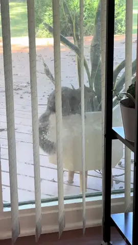 Dog vs. Squirrel #dog #squirrel #squirrelsoftiktok #westie #westiesarethebesties #bestieswesties #scared #scaredsquirrel #funny #jumpscare #mom #momhumor #dogmom #doghumor 