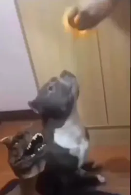 Sideye is crazy #pitbull#donosaur#trendi#trending#trendingvideo#fyp#fypシ゚viral#gyatttttttt  