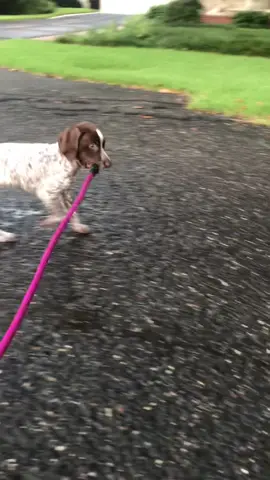 My sweet GSP 🩷 #gsp #germanshorthairedpointer 