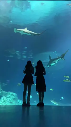 aquarium date @lotus ෆ #fypシ #denmark #aquarium #cute #besties  
