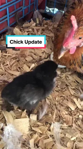 Chick update 😍  #adorable #babychick #garden #gardentok #garden101 #gardentips #gardening #gardeningtok #gardening101 #gardeningtips #Homestead #homesteadtok #homesteadlife #homesteading #farm #farmtok #farmlife #wholesome #positive #vibes #plants #greenthumb #victorygarden #veggiepatch #berrypatch #growagarden #growfood #growfoodnotlawns #comealong #comealongwithme  #fyp #fypage #foryou #foryoupage #viral 