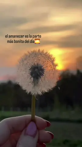 todos los días son un regalo de Dios 🙏🦋#✨️🤍🤍  #missentimientos #lexionesdiarias #reflexion #buenosdiasmundo 