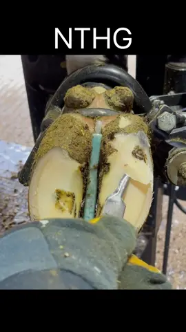 It was bigger than I expected.. #foryoupage #fyp #natethehoofguy #hoofcare #oddlysatisfying #hooftok #hoofpicking #hoofcleaning #hooftrimming #bedtimeroutine #bedtime 