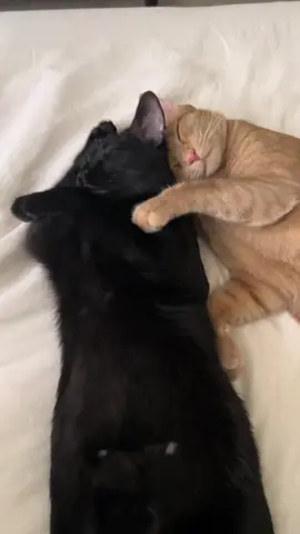 Best friends 🤞🏼 #cat #blackandorangecatduo #orangeandblackcats #friends #cuddle #blackcat #orangecat 