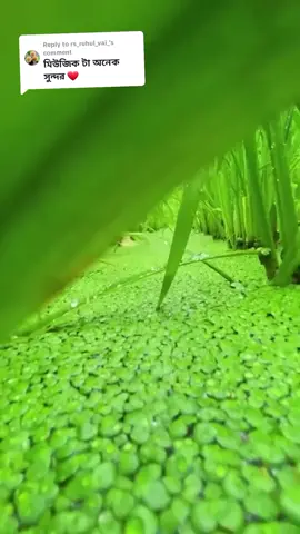 Replying to @rs_ruhul_vai_ দুরত্ব কিছু নাহ্। গুরুত্ব থাকলে সম্পর্ক সুন্দর। 💚🖤#tand #tanding #foryou #গ্রামীণ #গ্রামীন_দৃশ্য #rs_ruhul_vai👌 