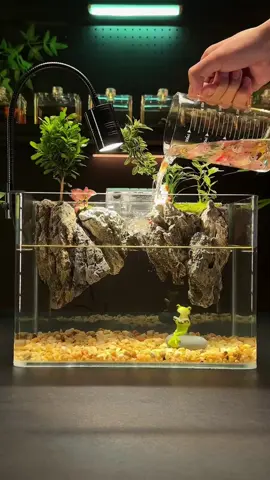 Tìm một góc yêu thích để setup bể cá nhỏ thôi #aquarium #fish #nhatkynuoica #fyp 