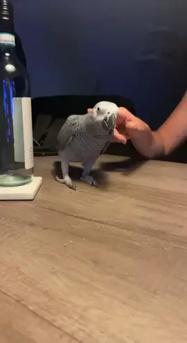 Kissing back ♥️ ##grey #greyparrot #parrotsoftiktok #parrot #africangrey #kingpablo #pablo #happybird #happyday #happy #cute #kiss #Love #pet #topet #lovely 