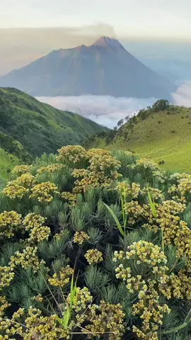 Apotek tutup 🍃🌻⛅️ #merbabu #merbabuviaselo #gunung #pendakigunung #fyp #fypシ #nadinamizah 