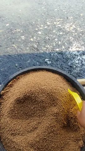 Ikan nila hitam siap panen #ikanmahal #ikanviral #nila #ikannilahitam #fyp #juraganempang #beritaviral #suksesmuda 