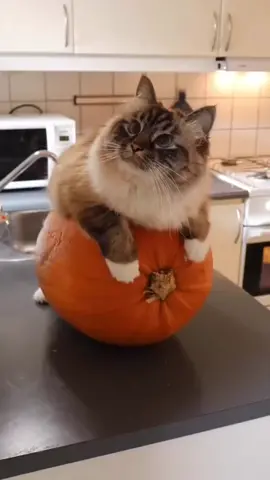 кот на тыкве😵#котнатыкве#кот